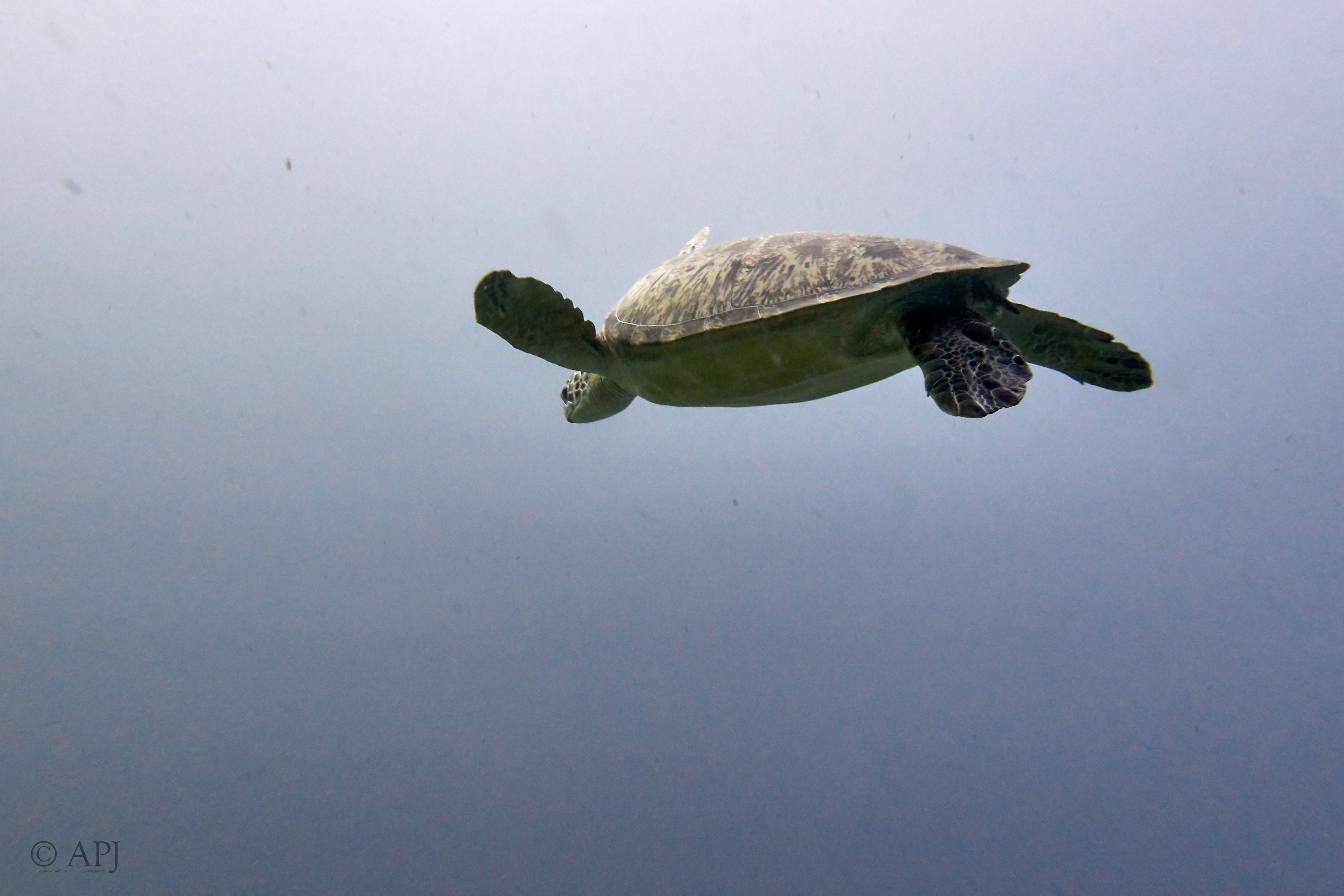 000371 14 08 17  Canon PowerShot G7 X Mark II   Malediven2017